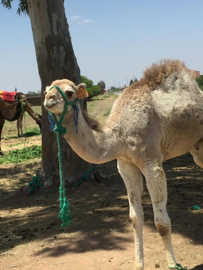 Riad Le Marrakech Berrima Marrakesh Eksteriør bilde